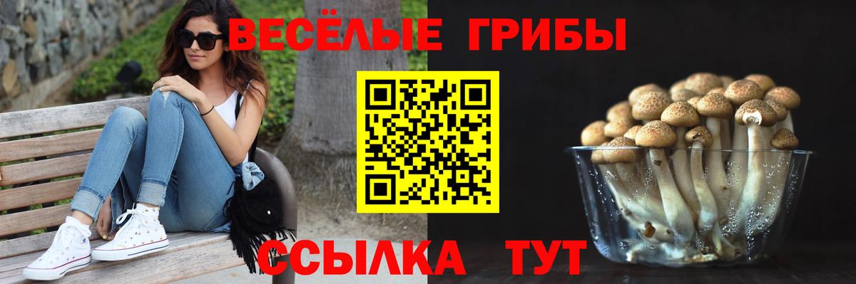 Псилоцибиновые грибы Psilocybe Назрань